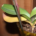 Yellow Leaves (Daun Menguning)